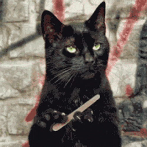 salem-black-cat.gif