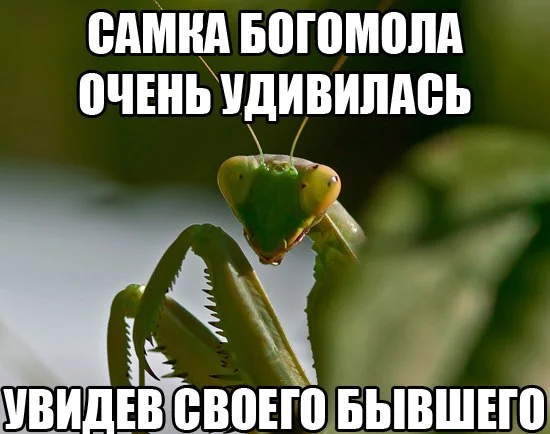 самка богомола.webp