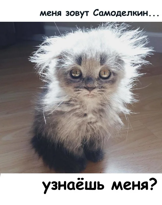 самоделкин - узнаёшь.webp