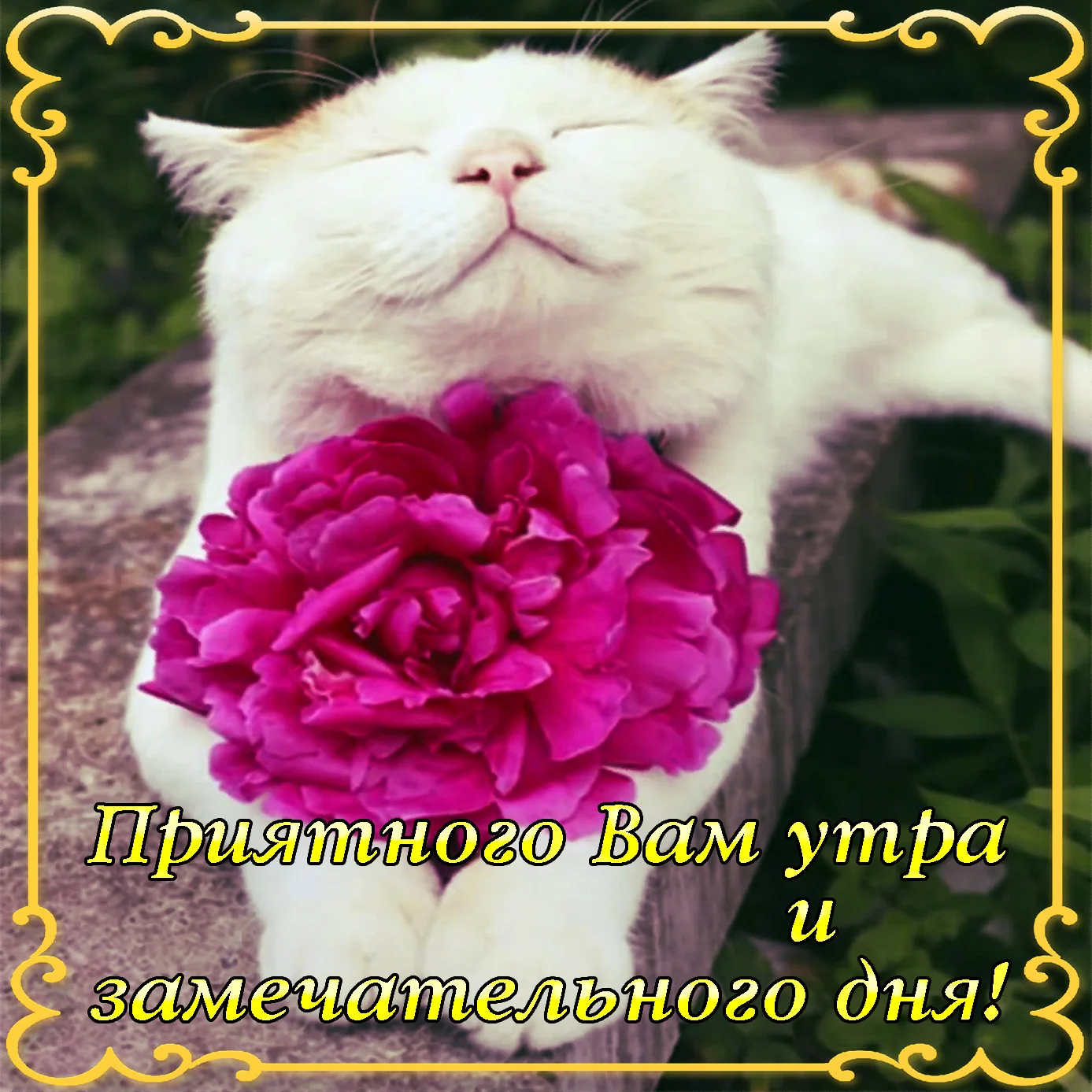 samye-luchshie-pozdravitelnye-otkrytki-i-kartinki-s-dobrym-utrom-54.webp