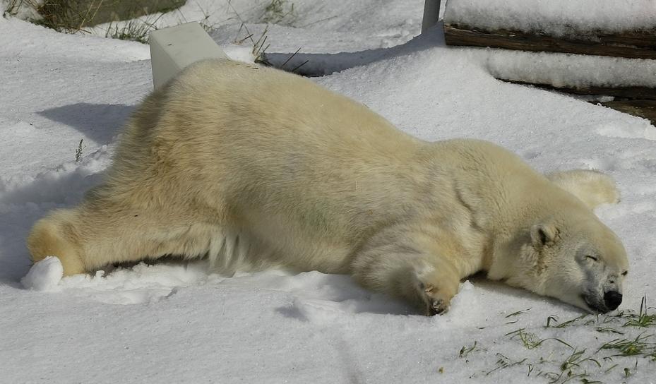 San-Francisco-Polar-Bear[1].jpg