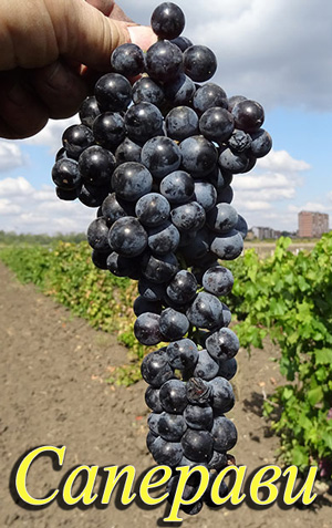 Saperavi-a.jpg