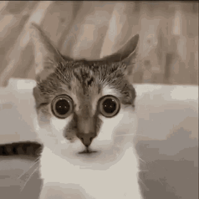 scared-cat (1).gif