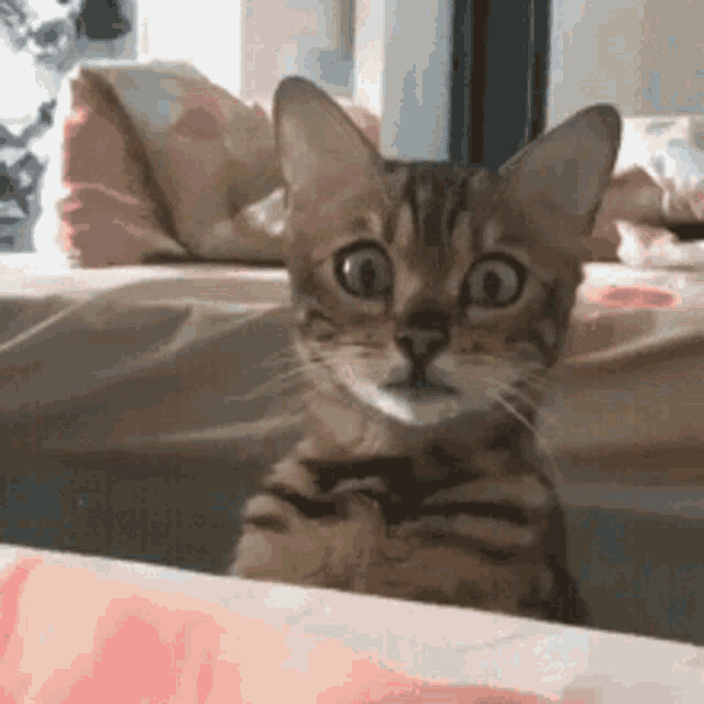 scared-cat.gif