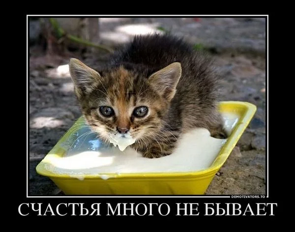 schastya-mnogo-ne-byivaet.webp