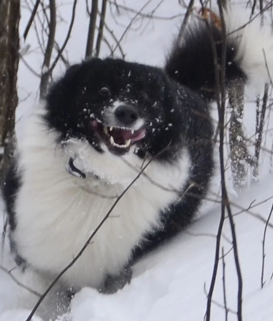 щенячья радость.webp