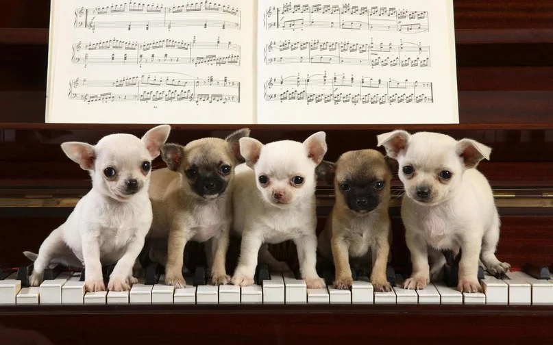 щенки рояль.webp