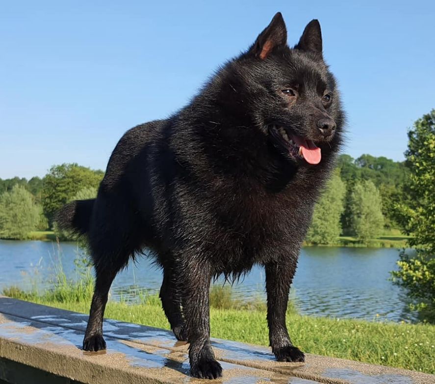 schipperke1.jpg