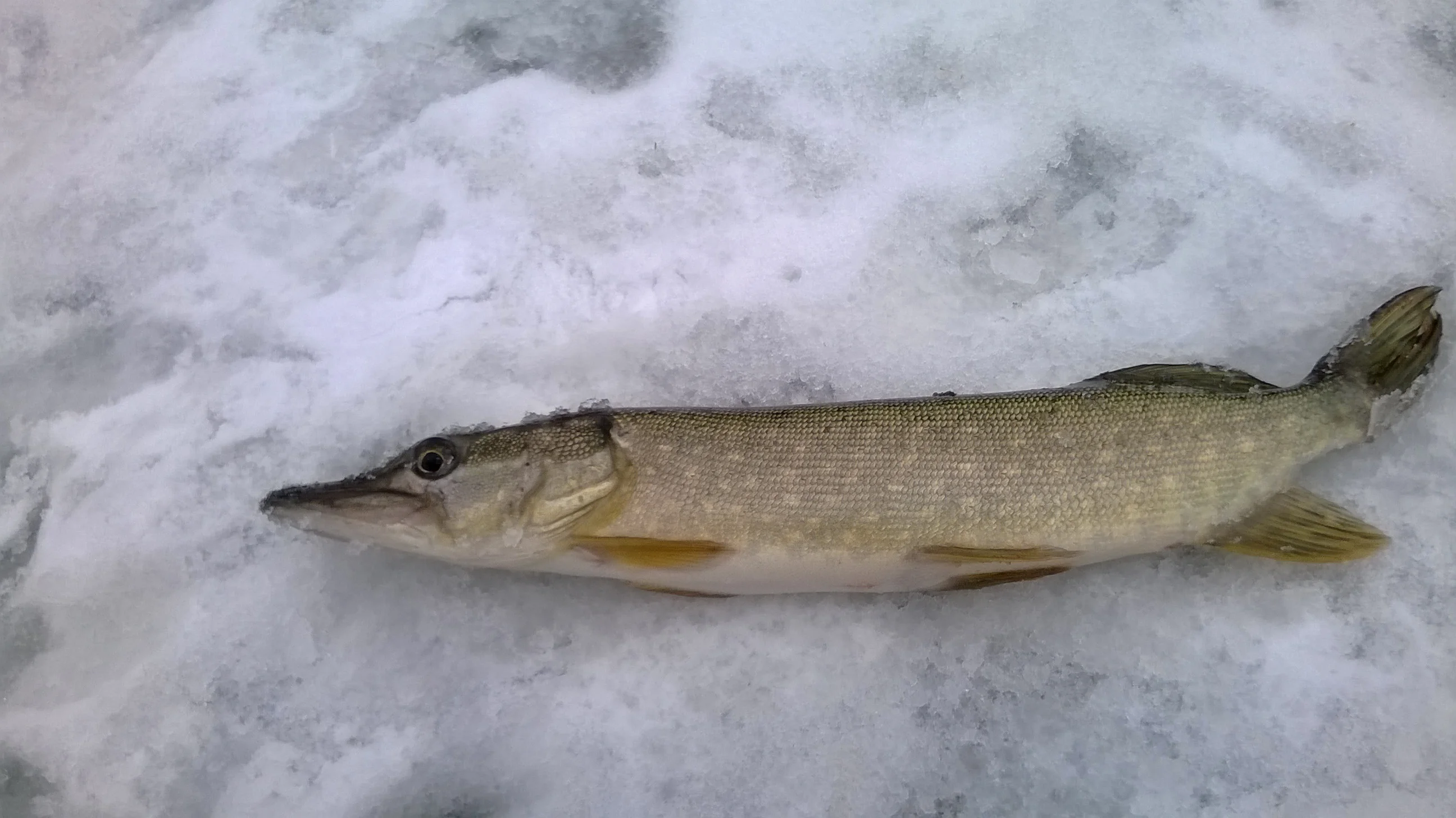 щука 1.webp