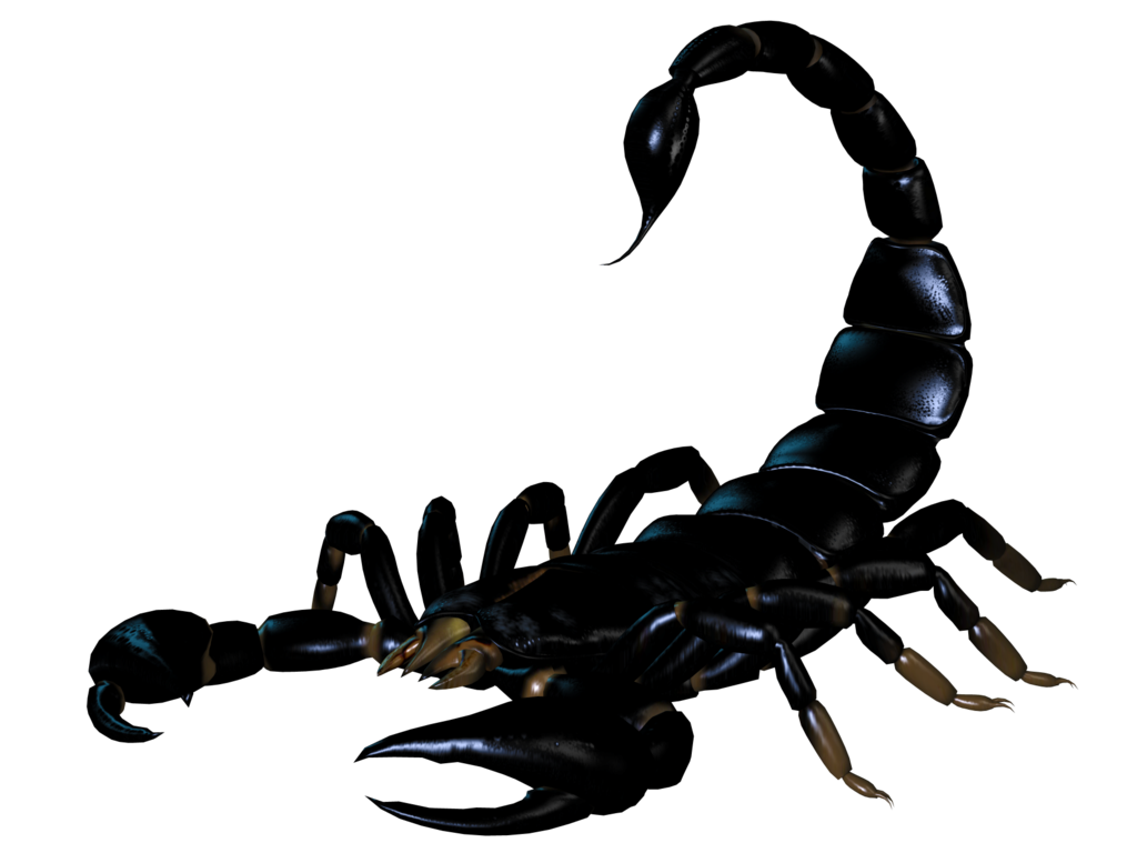 scorpion_PNG12136.png