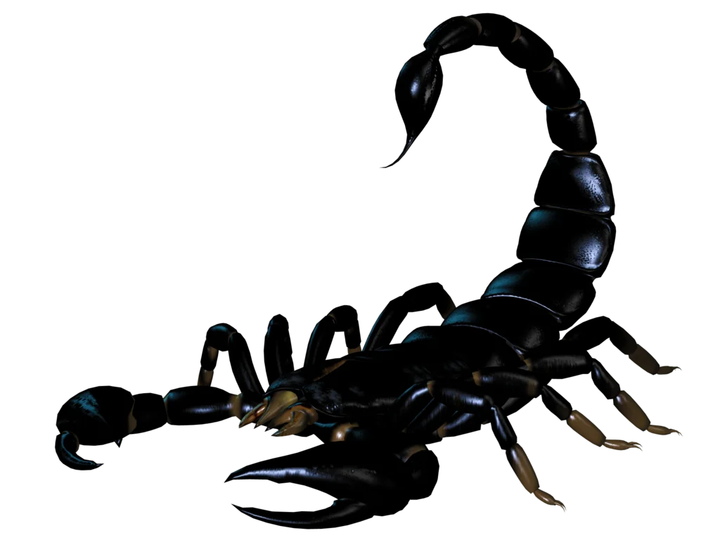 scorpion_PNG12136.webp