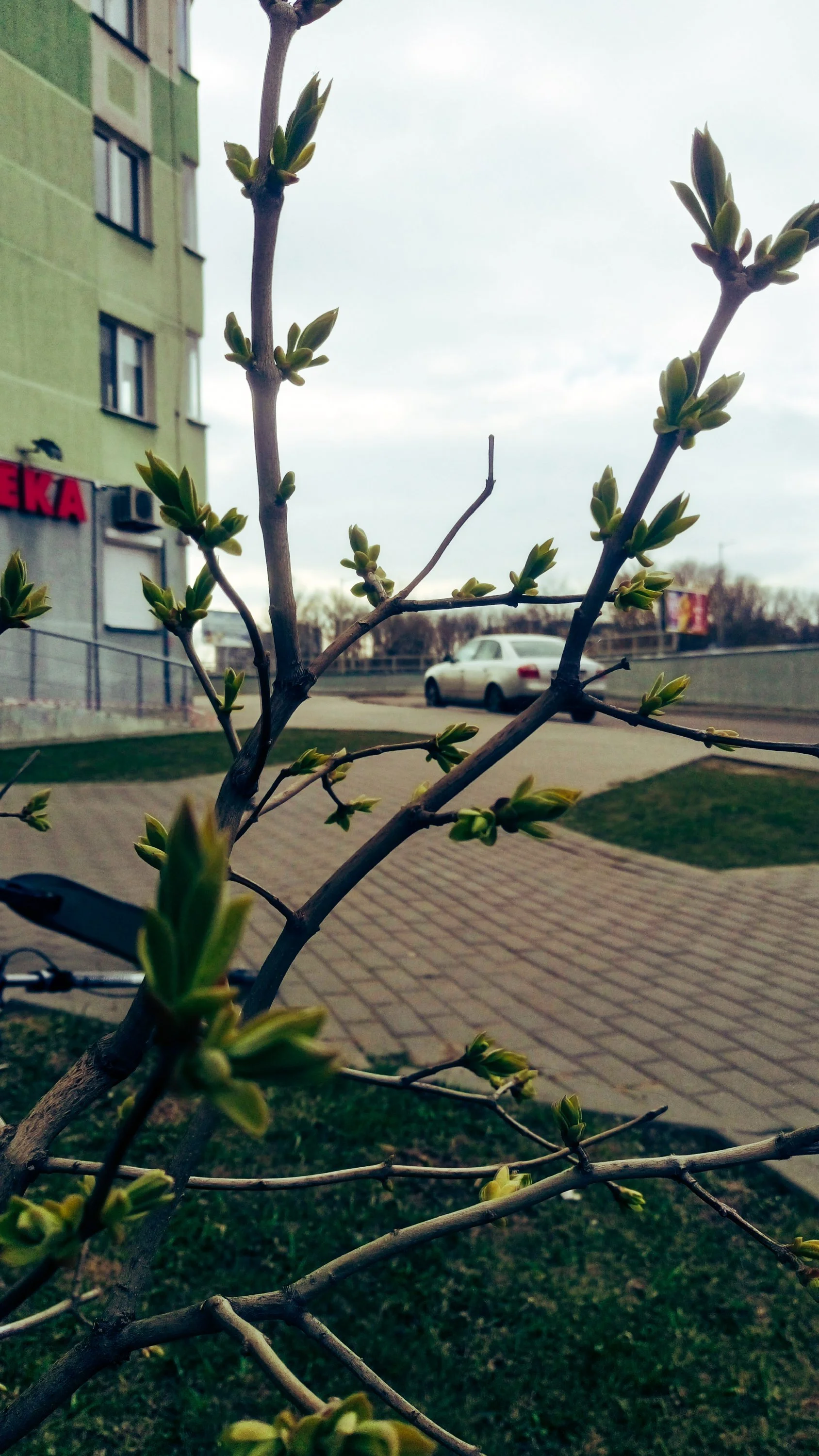 screamerss_1 (1).webp