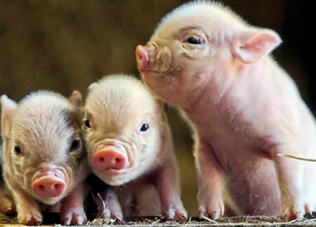 Screen Shot 2015-03-10 at 23.04.07.webp