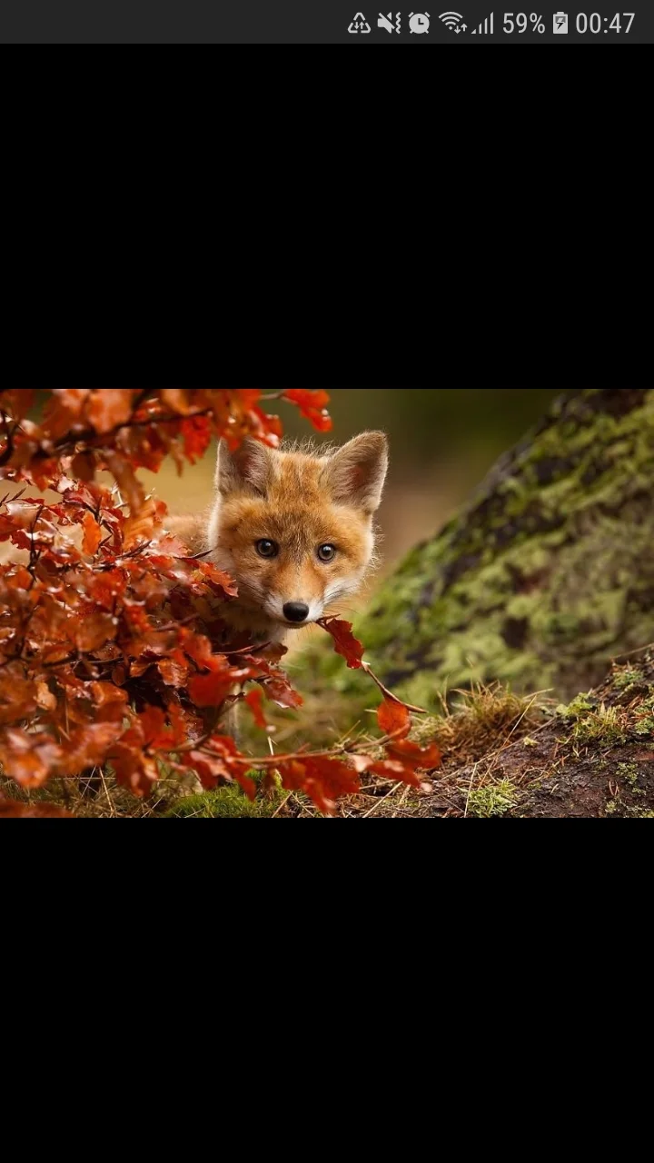 Screenshot_20190914-004722_Samsung Internet.webp