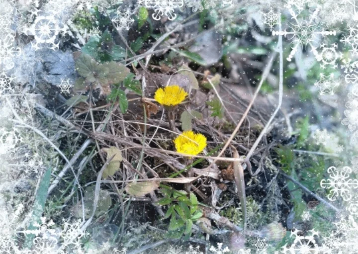 Screenshot_20200421-114421_Photo Lab.jpg