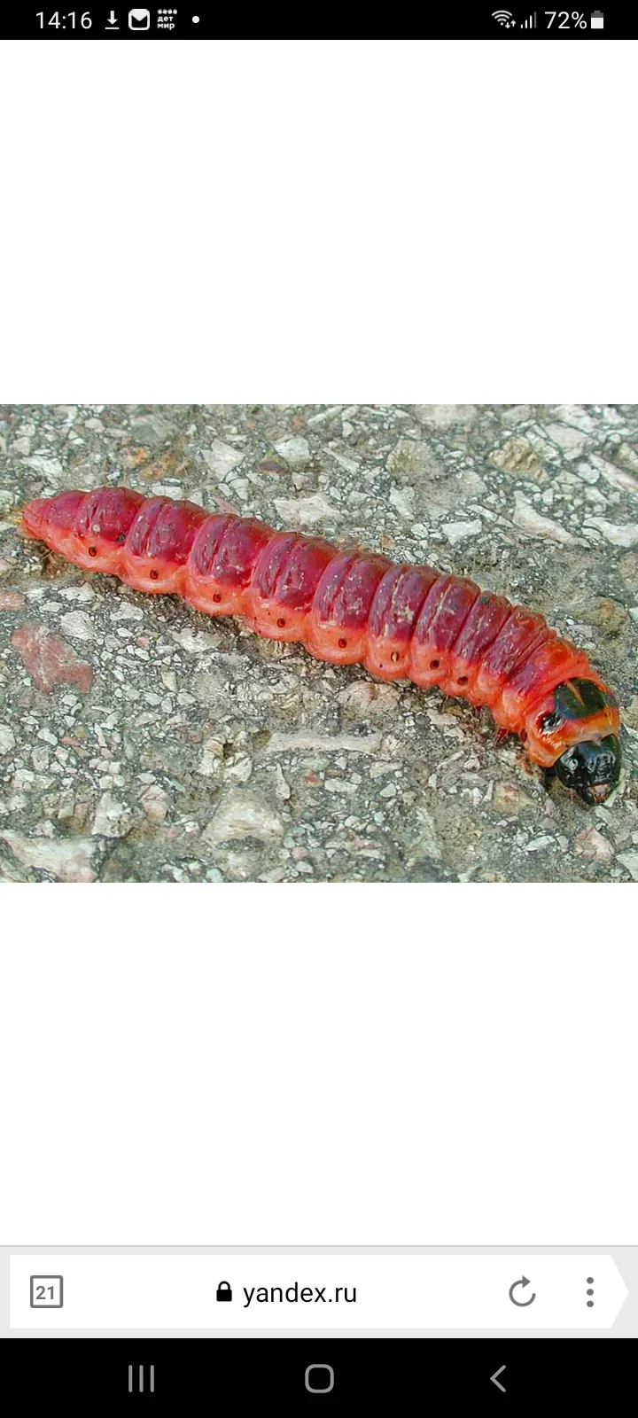 Screenshot_20220610-141643_Yandex Browser.webp