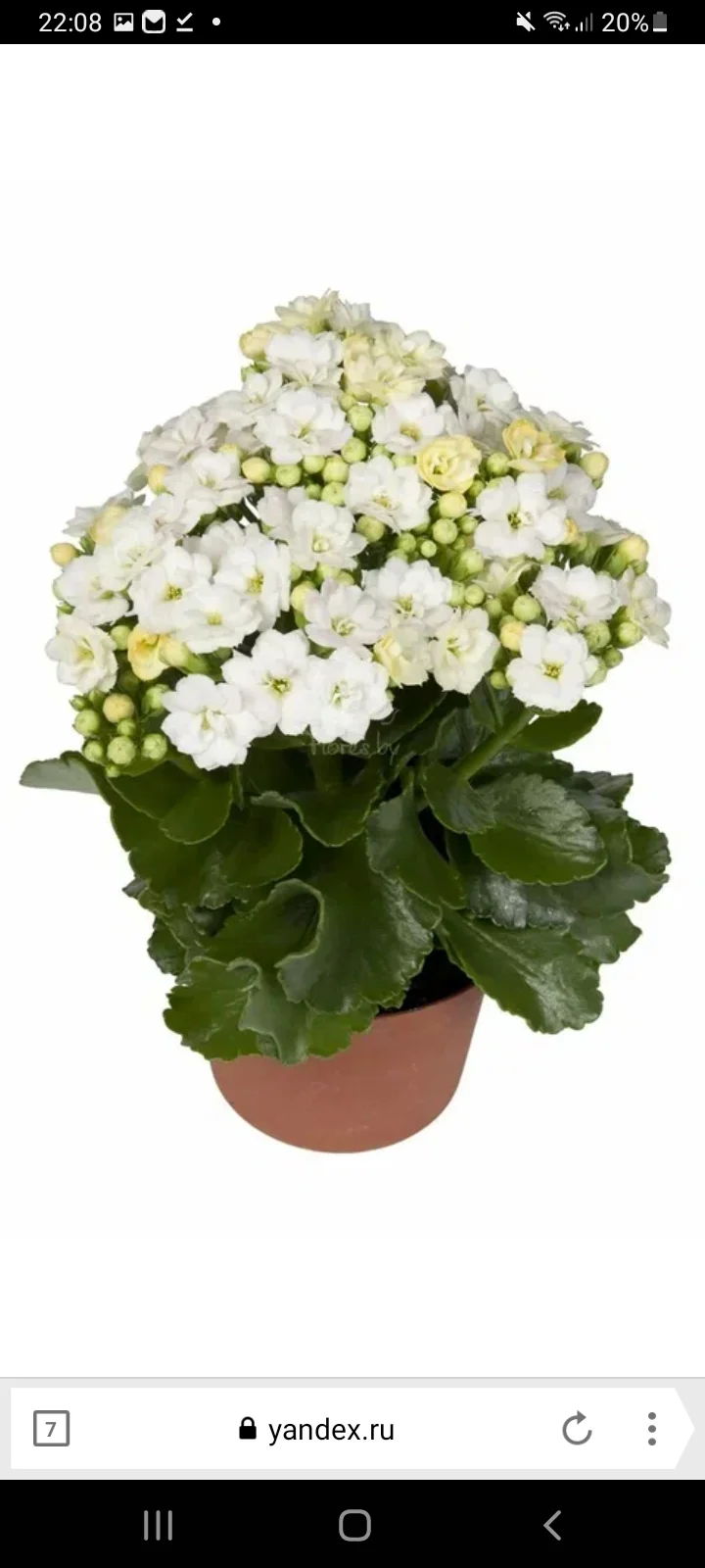 Screenshot_20220718-220854_Yandex Browser.webp