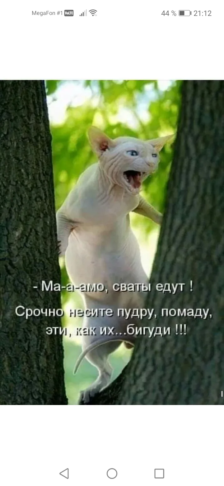 Screenshot_20220829_211246_ru.yandex.searchplugin.webp