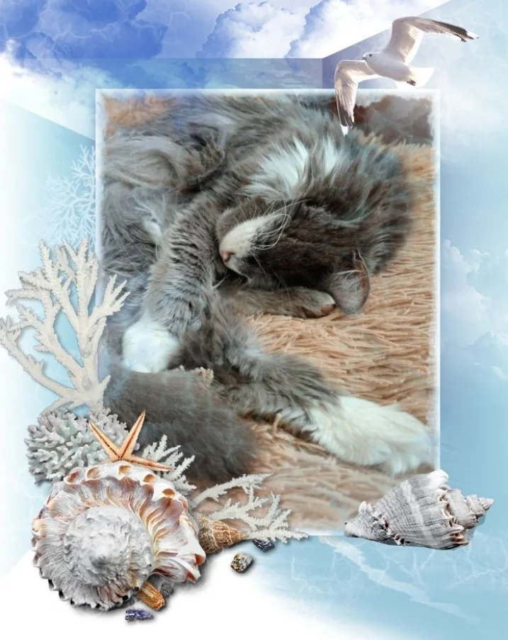 Screenshot_20230217-152616_Photo Lab.webp