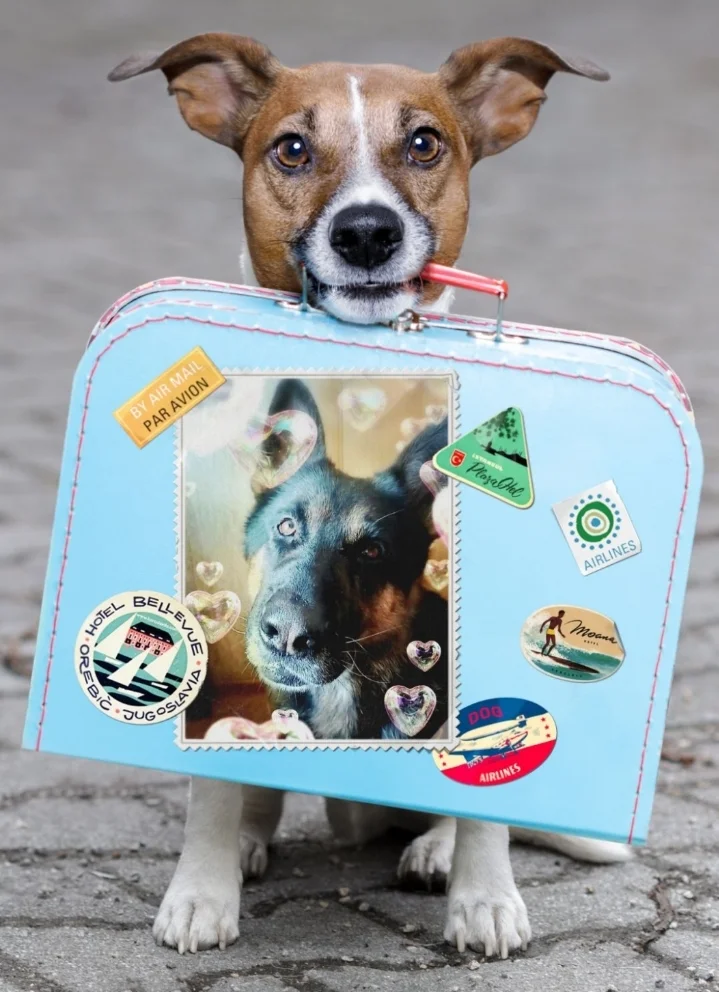 Screenshot_20230317-190113_Photo Lab.webp