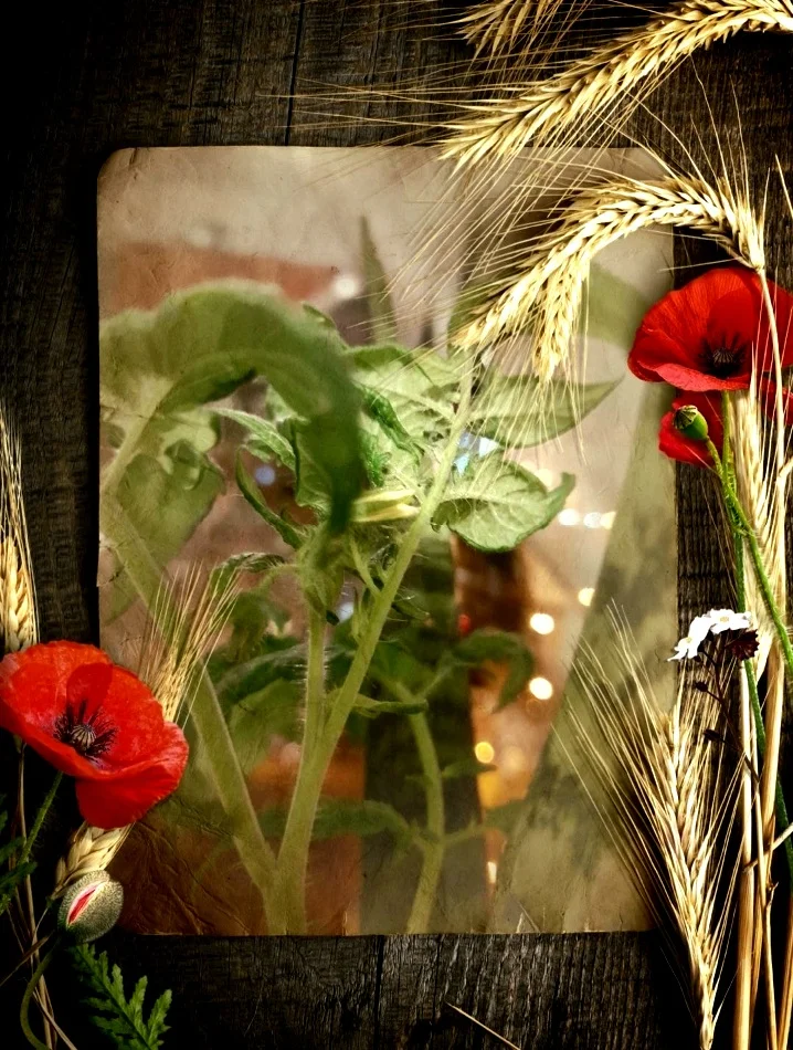 Screenshot_20230402-214308_Photo Lab.webp