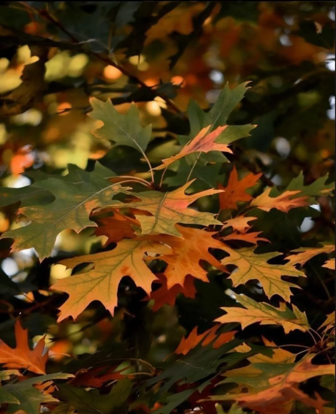 Screenshot_2025-10-12-07-34-57-784_com.vkontakte.android-edit.webp