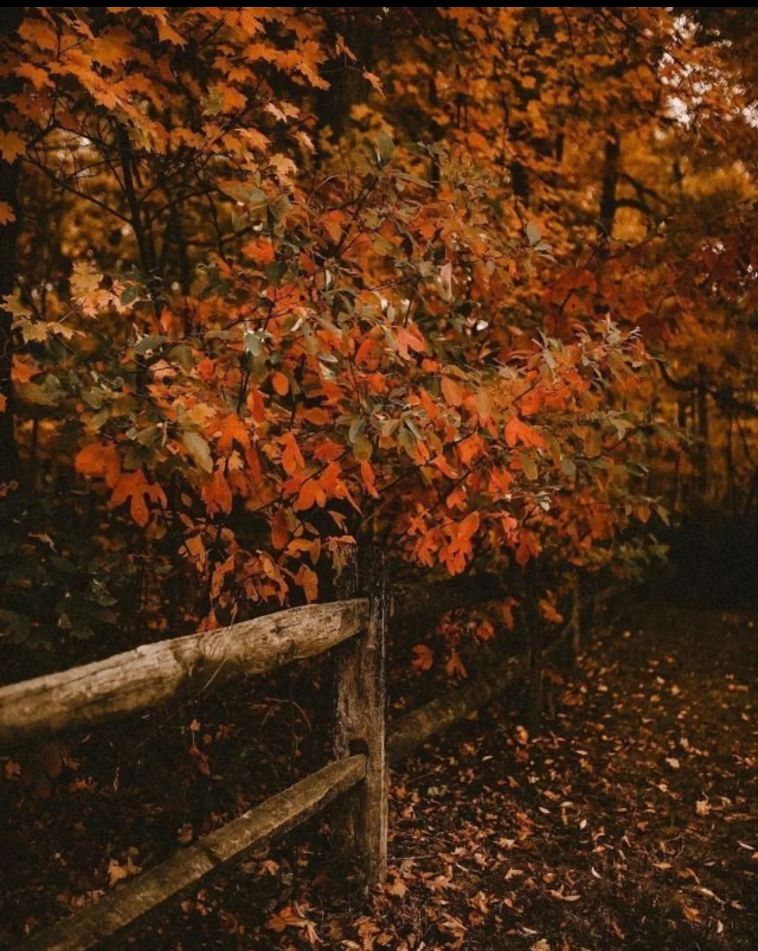 Screenshot_2025-10-12-07-35-15-491_com.vkontakte.android-edit.webp