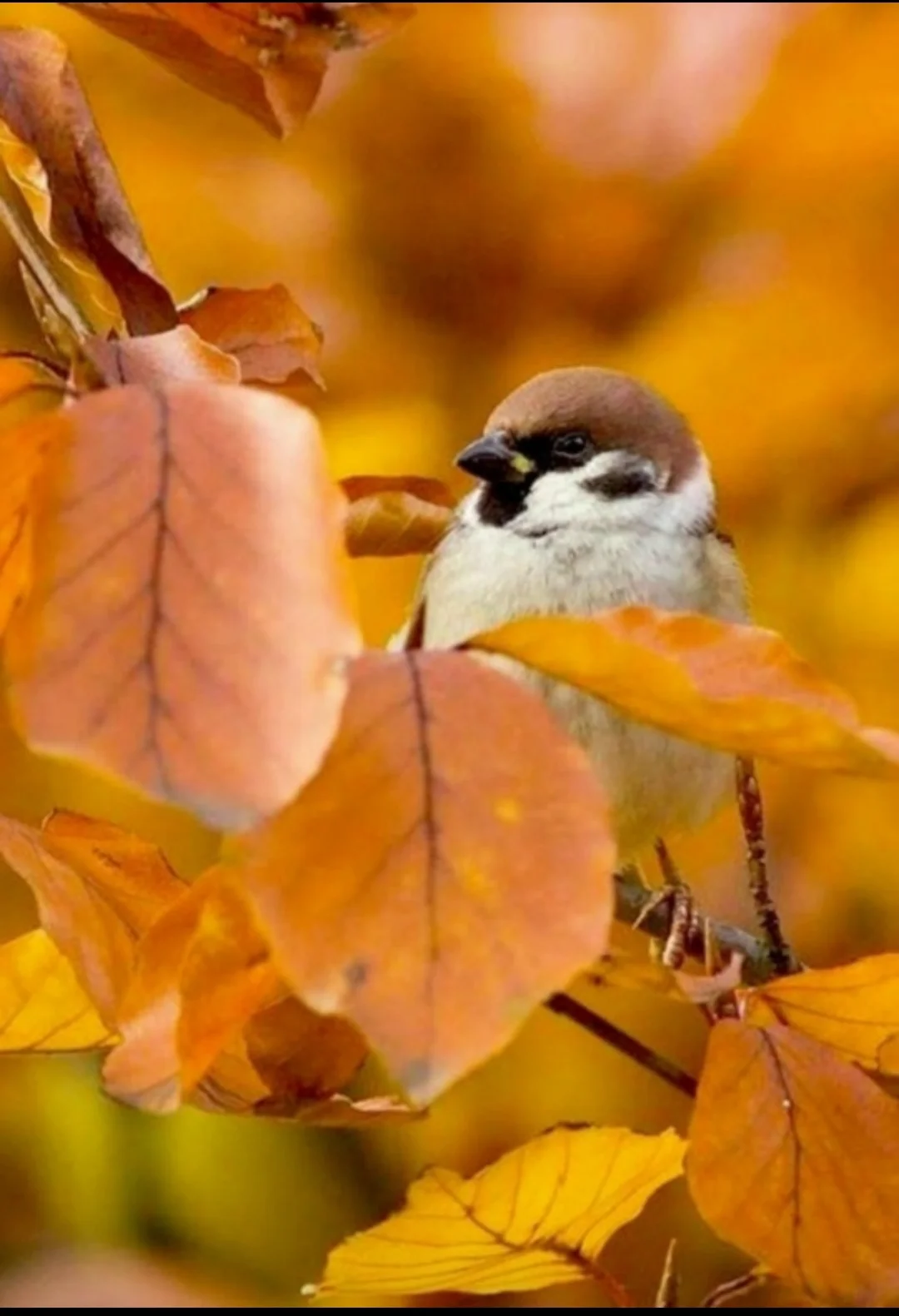 Screenshot_2025-10-19-20-13-40-864_com.vkontakte.android-edit.webp