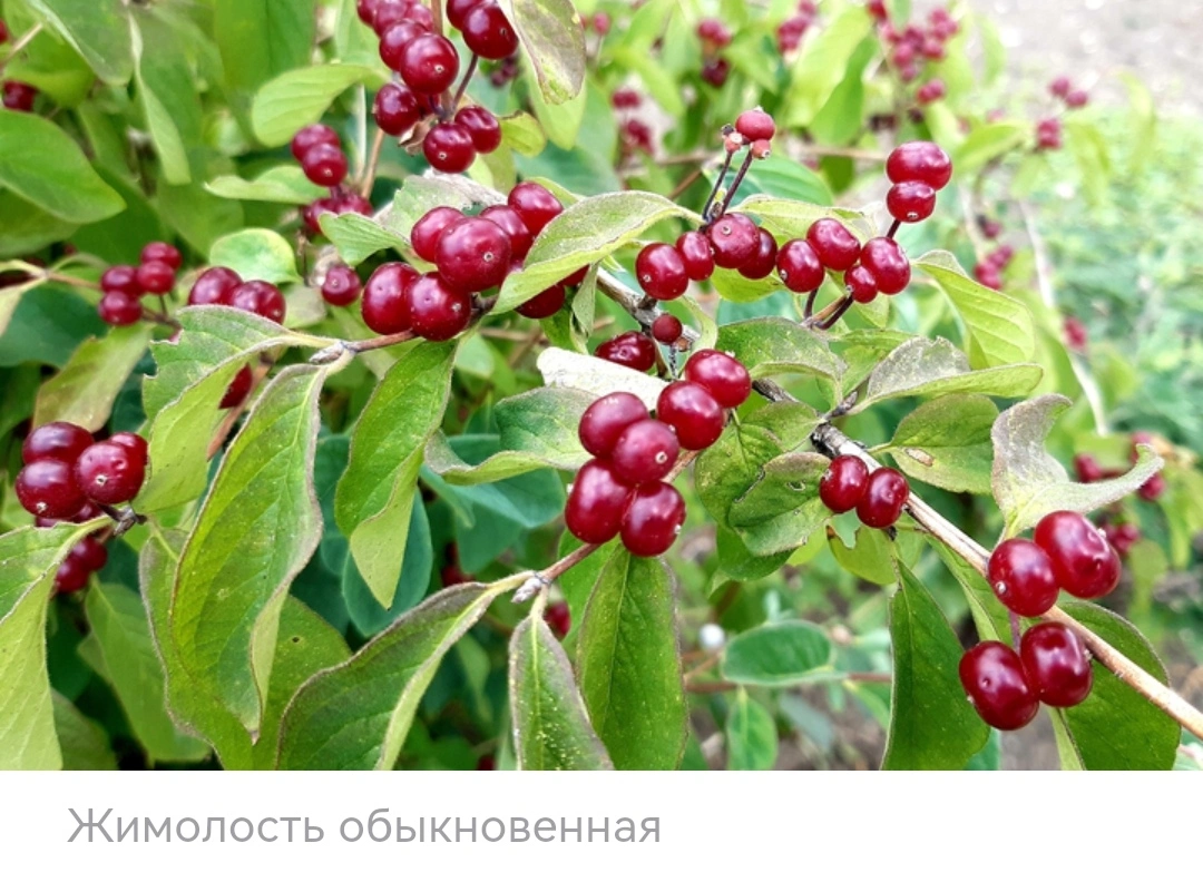 Screenshot_20250615_102441_ru.yandex.searchplugin_edit_485968315884408.webp