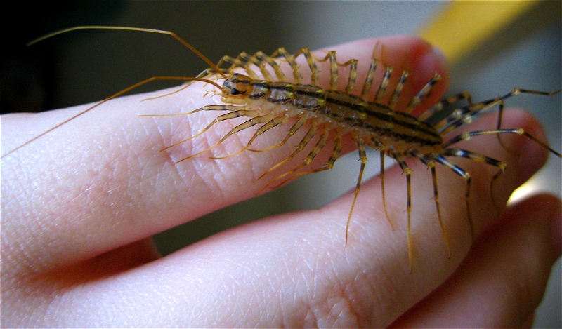 scutigera_coleoptrata_by_scutigera.jpg