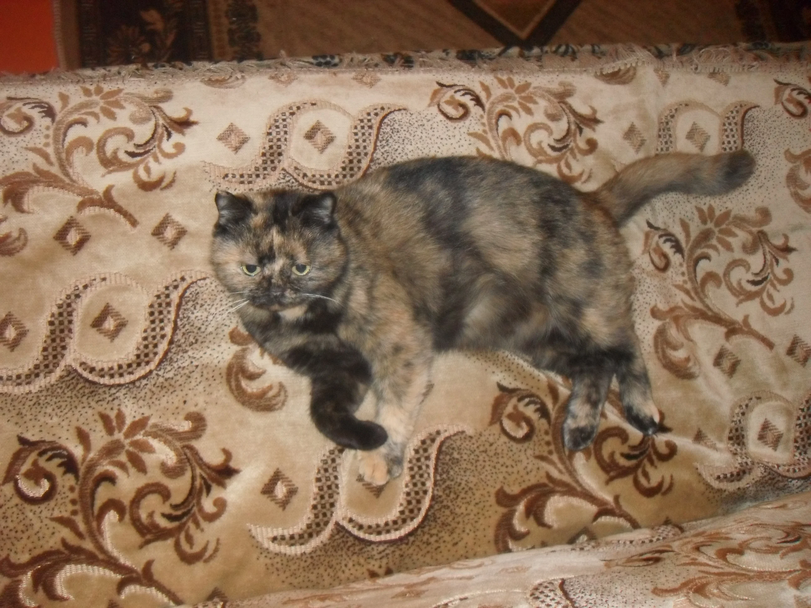 SDC12176.webp