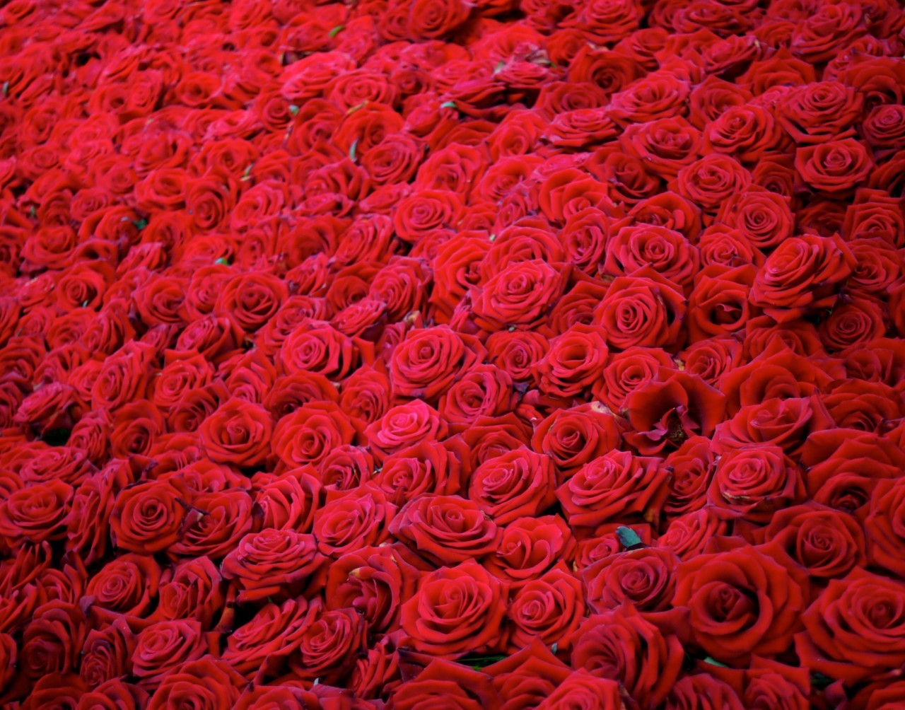 sea-of-roses.jpg