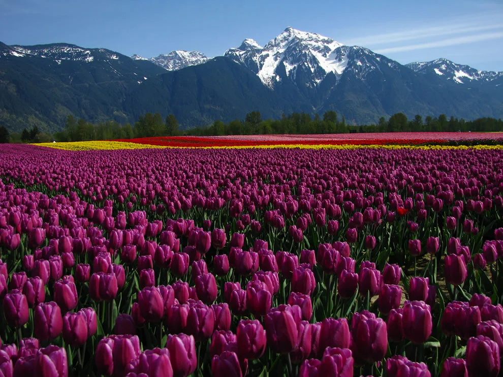 Seabird-Island-tulip-fields.webp