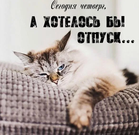 segodnya-chetverg-kartinka-prikolnaya.webp