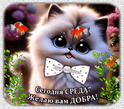 segodnya-sreda.gif
