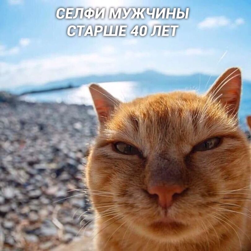 selfi-kotejki-5463780.jpg