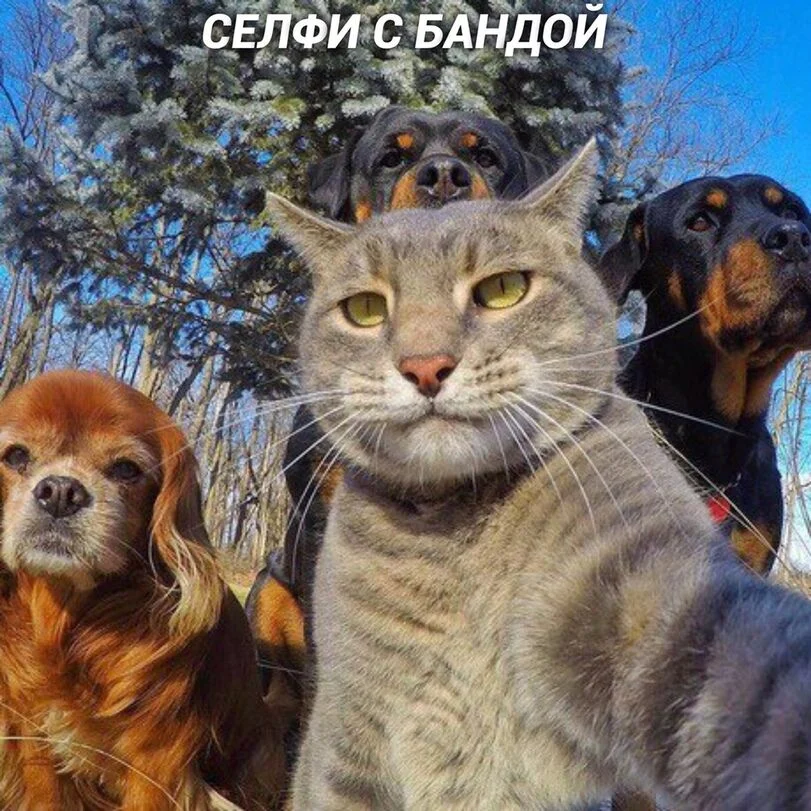 selfi-kotejki-5463781.webp