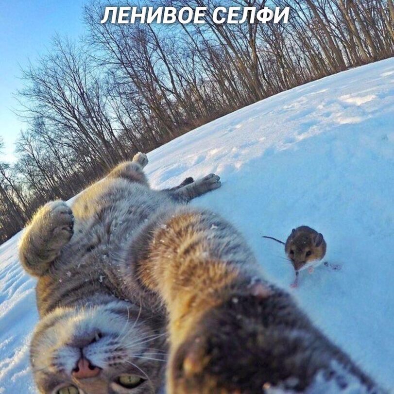 selfi-kotejki-5463782.jpg