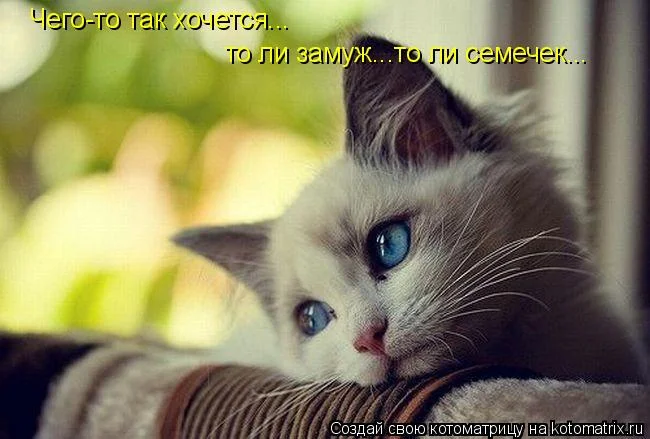 семечки.webp