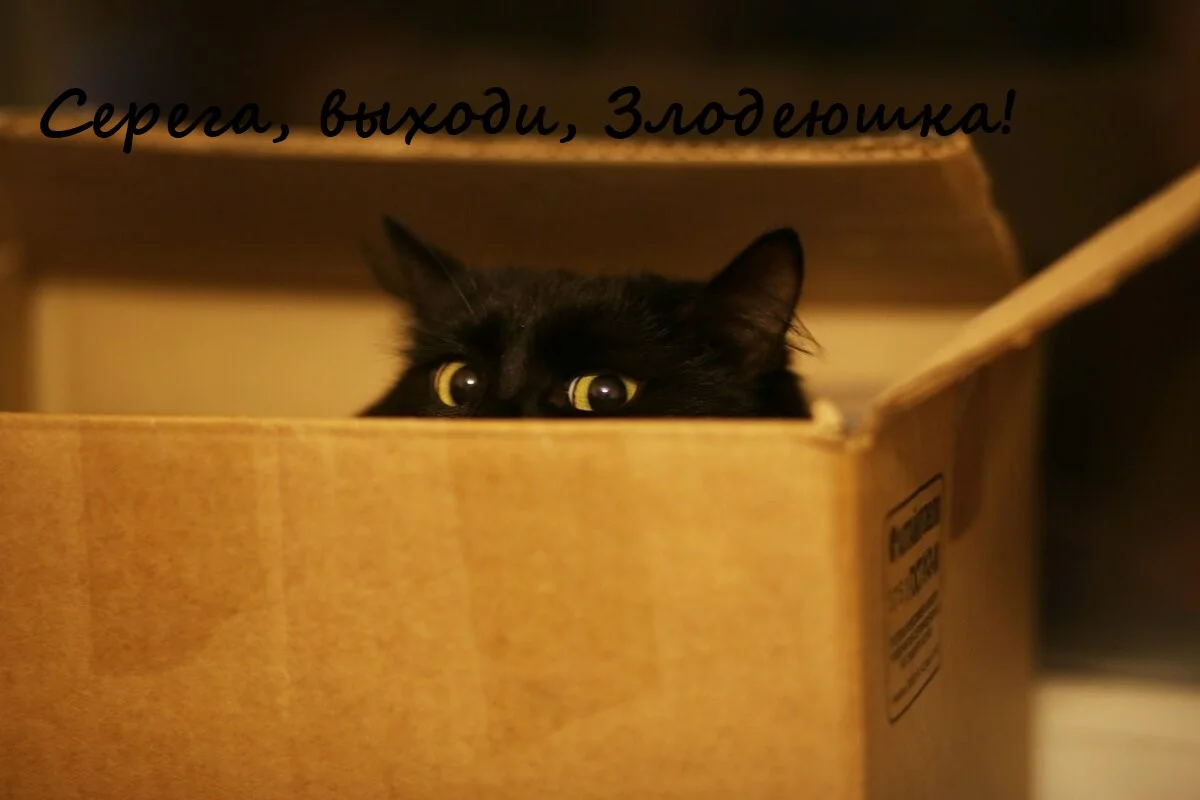 серега (5).webp