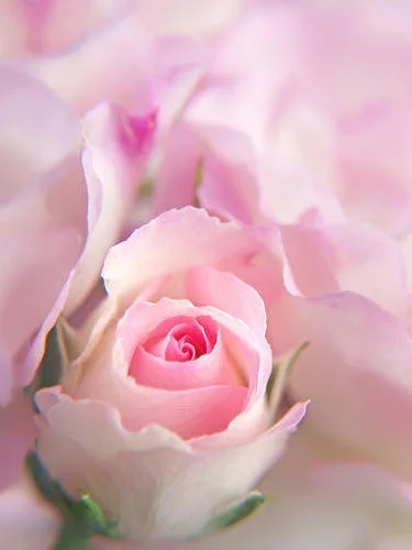 Серия Нежные цветы 1-1.webp