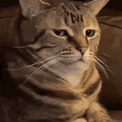 serious-zooming-cat-0xtuy4ih3pn49vzz.gif