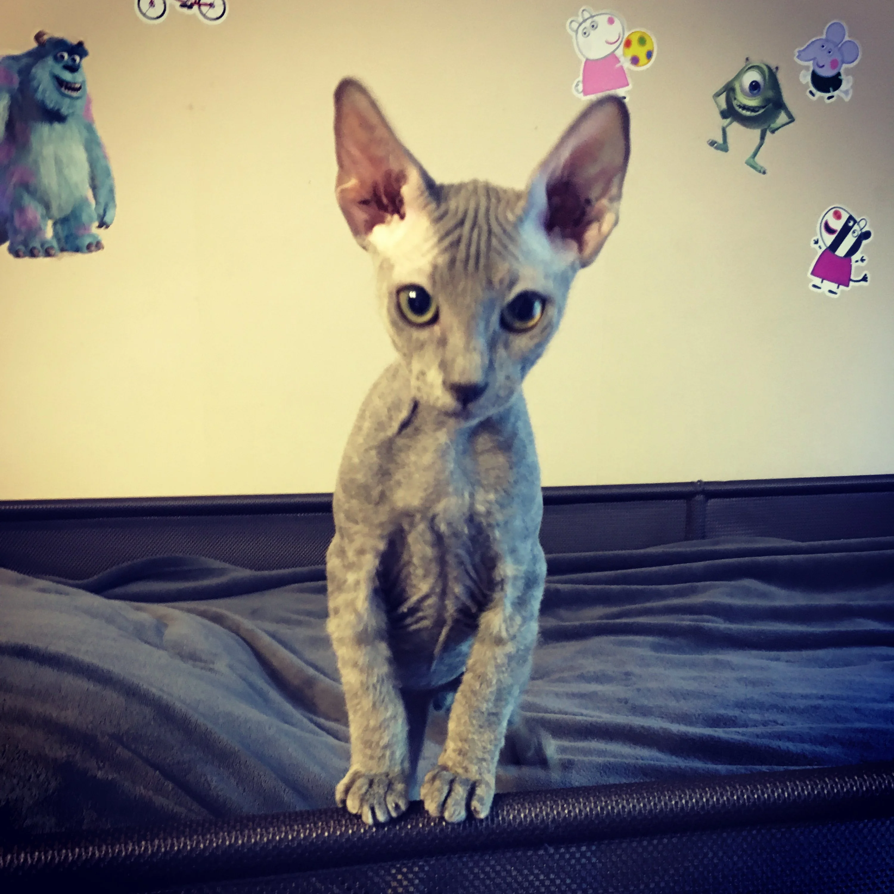 сфинкс - лесенок.webp