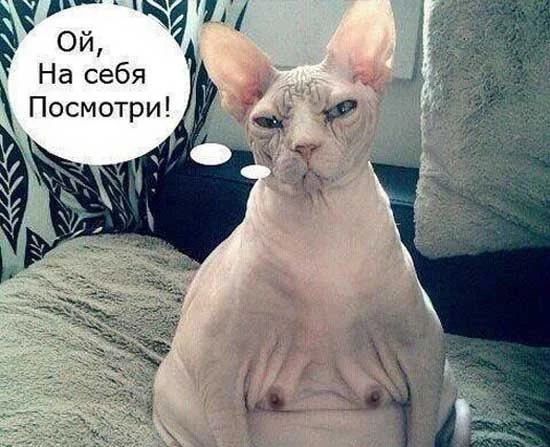 сфинкс -шун.webp