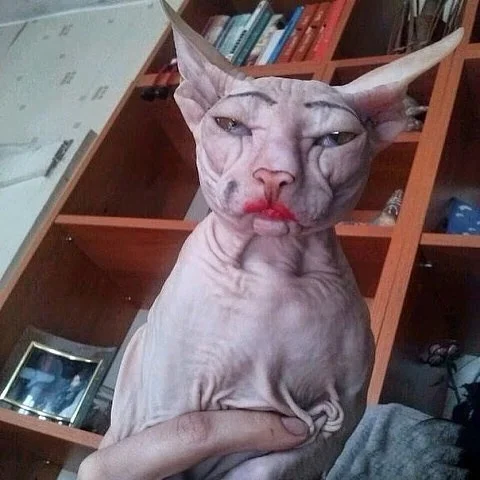 Сфинкс - тайга2.webp