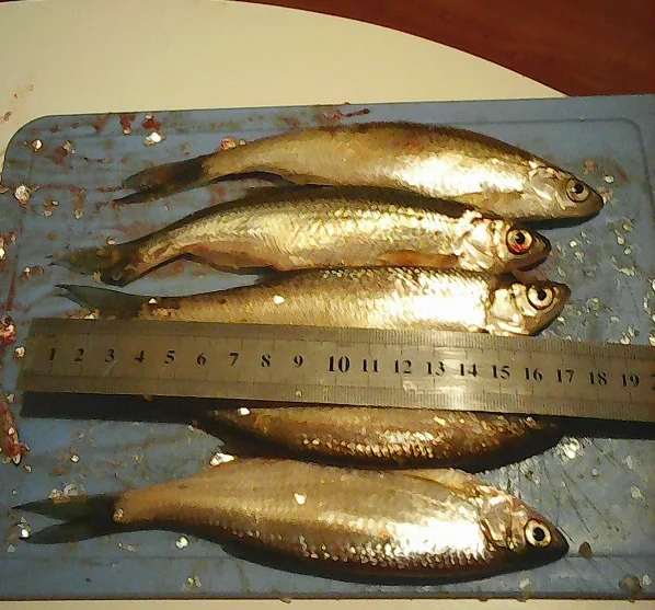 Шеклея 04.15..webp