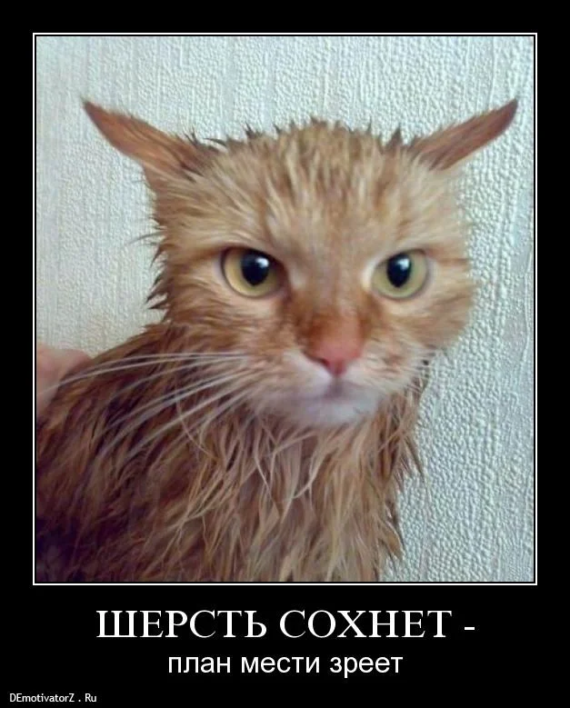 sherst-soxnet-_5895_demotivatorz.ru.webp