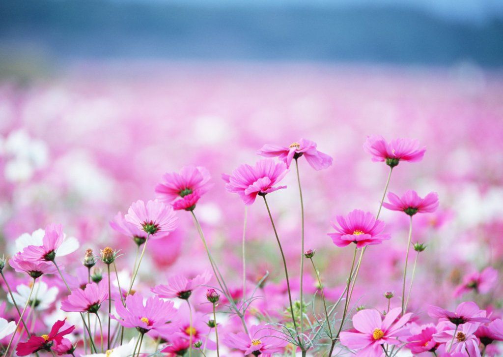 short_field_with_flowers.jpg