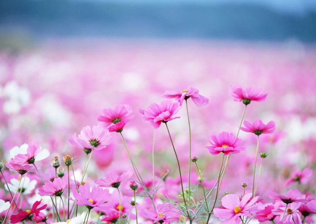 short_field_with_flowers.webp