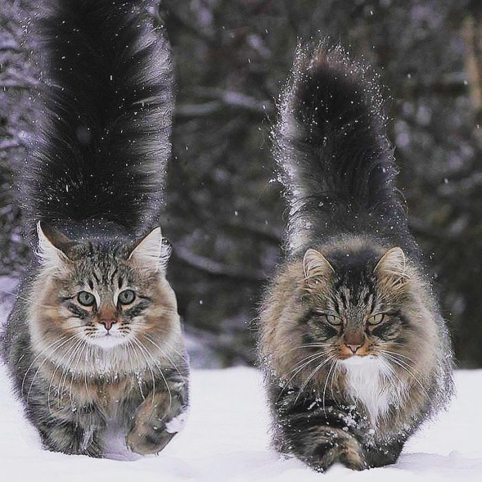 siberian-cat-12-700x700.jpg